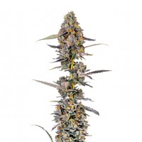 Growers Choice - Cherry Mac Muffin