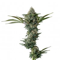 Growers Choice - Crazy Roses Fast Version