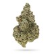 Crazy Roses Fast Version kannabisz strain tömör gyantás virágokkal a Growers Choice kínálatából