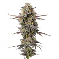 Growers Choice - Double Donny Burger