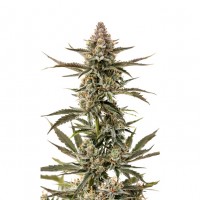 Growers Choice - Forbidden Runtz