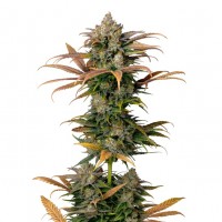Growers Choice - Frosty Gelato
