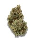 Frosty Gelato kannabisz strain vastag trichoma réteggel borított virágokkal a Growers Choice kínálatából