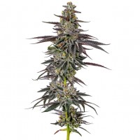 Frozen Cherry Runtz kannabisz strain vastag gyantaréteggel borított virágokkal a Growers Choice kínálatából