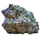 Frozen Cherry Runtz kannabisz strain vastag gyantaréteggel borított virágokkal a Growers Choice kínálatából