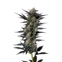 Growers Choice - .Gello Z Growers Choice - .Gello Z