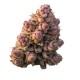 Gello Z Growers Choice prémium citrusos desszert genetika Growers Choice Gello Z feminizált kannabisz magok citrusos cukorkás aromával