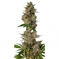 Growers Choice - Gorilla Cookies