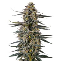 Growers Choice - Iced Sangria Triploid F1