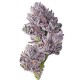 Growers Choice Triploid F1 Iced Sangria kannabiszmag