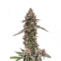 Growers Choice - King Louis Garcia