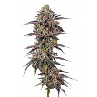Growers Choice - .Lemon Cherry Mochi Growers Choice - .Lemon Cherry Mochi