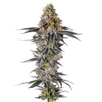 Growers Choice - .Lobster Butter