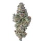 Growers Choice Lobster Butter feminizált kannabisz magok mogyoróvajas aromával