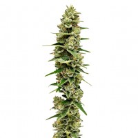 Growers Choice - MAC N Cheese Limited Edition