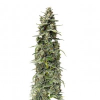 Growers Choice - Mighty Amstel Freezeland