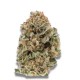 Growers Choice Mighty Amstel Freezeland MAF Fast Version kannabiszmag