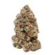 Milkshake Nerdz Growers Choice premium candy cannabis genetika Growers Choice Milkshake Nerdz feminizált kannabisz magok bogyós cukorkás aromával