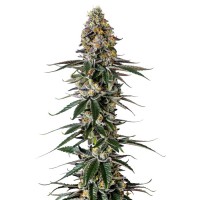 Growers Choice - .Milkshake Nerdz