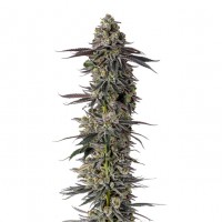 Growers Choice - Mimosa Gusher Limited
