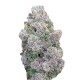 Growers Choice Mimosa Gusher Limited Edition Growers Choice Mimosa Gusher Limited Edition kannabiszmag