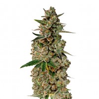 Growers Choice - Monkey Glue