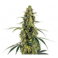 Growers Choice - Monsterbud