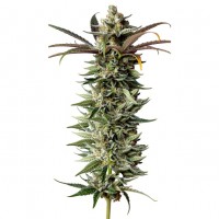 Growers Choice - Naranja Biscotti Fast Version
