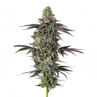 Growers Choice - Original Oreos