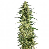Growers Choice - Permanent Whitemarker