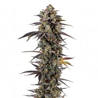 Growers Choice - Pink Glitterbomb