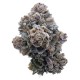 Growers Choice Pink Glitterbomb kannabiszmag