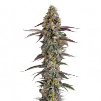Growers Choice - Platinum Mimosa Cookies