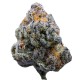 Growers Choice Platinum Mimosa Cookies Fast Version Growers Choice Platinum Mimosa Cookies Fast Version kannabiszmag