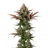 Growers Choice - Rainbow Candy