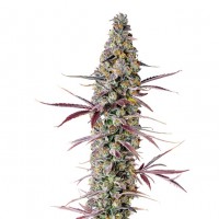 Growers Choice - Red Banana Berry