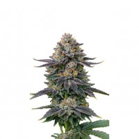 Growers Choice - RS11