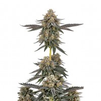 Growers Choice - SFV Purps