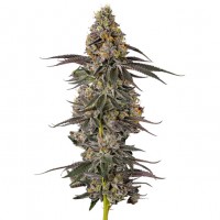 Growers Choice - Sticky Wasabi Triploid F1