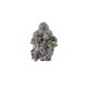 Growers Choice Sticky Wasabi Triploid F1 Growers Choice Sticky Wasabi Triploid F1 kannabiszmag