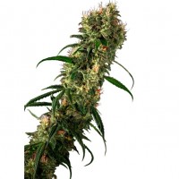 Growers Choice - Super Beldia