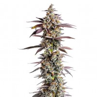 Growers Choice - Tangerine Sherbet
