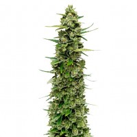 Growers Choice - The Real Amnesia
