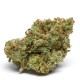 Growers Choice The Real Amnesia Growers Choice The Real Amnesia kannabiszmag