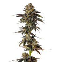 Growers Choice - .Toad Poison