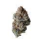 Toad Poison Growers Choice premium euforikus hybrid cannabis genetika Growers Choice Toad Poison feminizált kannabisz magok krémes mentás gázos aromával