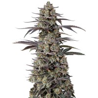 Growers Choice - Tropicana Cherry Triploid F1