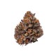 Growers Choice Tropicana Cherry Triploid F1 kannabiszmag
