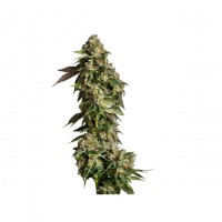 Growers Choice - Ultra Violet GMO