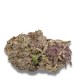 Growers Choice Ultra Violet GMO Growers Choice Ultra Violet GMO kannabiszmag